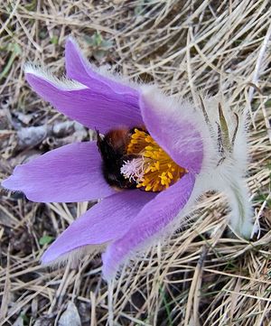 A photo of a bumblebee sitting in a crocus flower